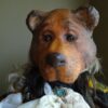Petrified Masquerade bear mask - Image 4