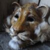 Stunning Paper Mache lion head - Image 2