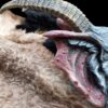 Warhammer fantasy Skaven mask - Image 4