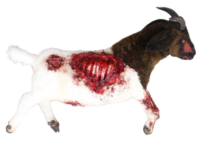Wounded Boer goat sculpture