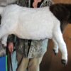 Boer Goat sculpture - Image 5
