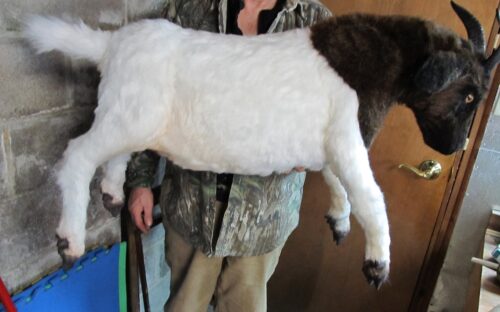 Boer Goat sculpture - Image 5