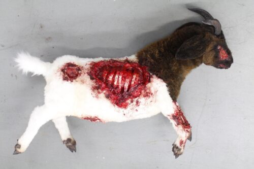 Wounded Boer goat sculpture - Image 3