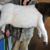 Boer Goat sculpture