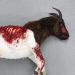 silicone is the Ideal Choice for Realistic Sculptures