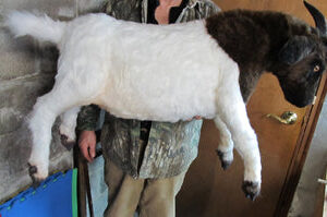Boer Goat sculpture