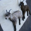 Exquisite Black And White Goat sculpture - Image 3