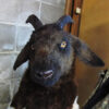 Boer Goat sculpture - Image 2
