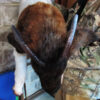 Boer Goat sculpture - Image 3