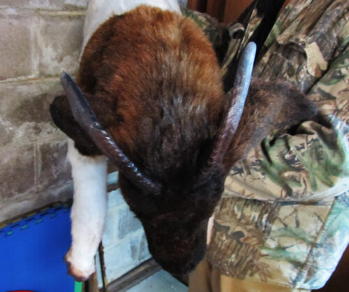 Boer Goat sculpture - Image 3
