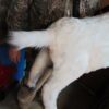 Boer Goat sculpture - Image 4