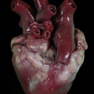 Silicone heart