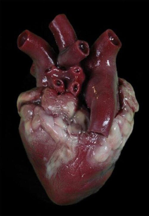 Silicone heart