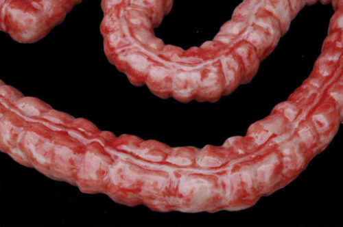 Filmic Silicone Large Intestine - Image 3