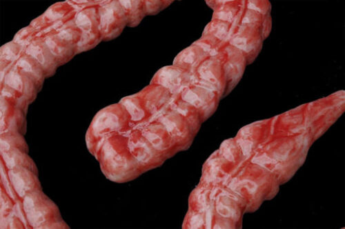 Filmic Silicone Large Intestine - Image 2