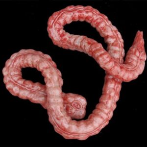 Silicone Large Intestine
