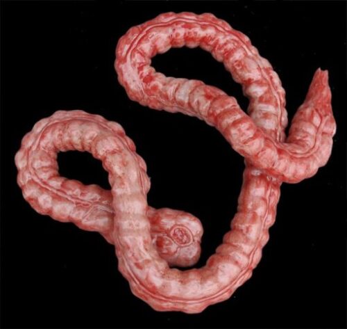 Silicone Large Intestine