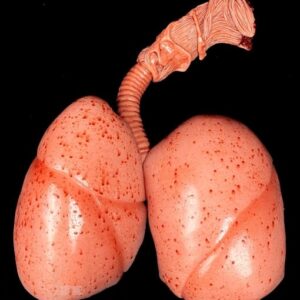 Realistic Silicone Lungs set