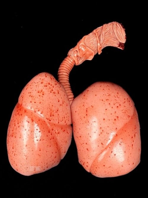 Realistic Silicone Lungs set