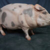 Exquisite Realistic Standing Fat Pig Sculpture for Collectors - Image 4