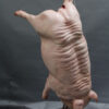 Lifelike Silicone Hanging gutted Pig - Image 2