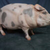 Exquisite Realistic Standing Fat Pig Sculpture for Collectors - Image 3