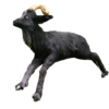 Black ram goat prop