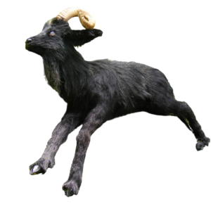 Black ram goat prop