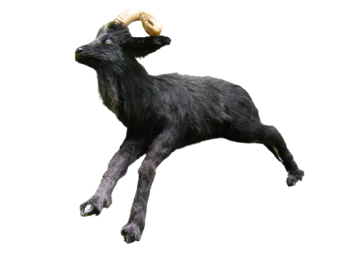 Black ram goat prop