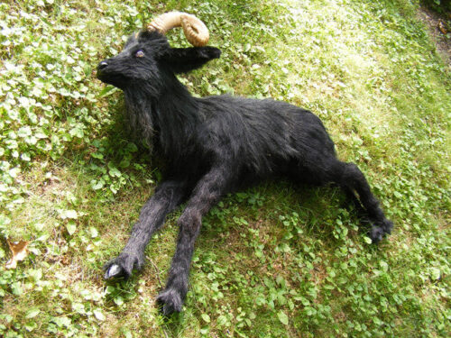 Lifelike Black Ram Goat Prop by The Silicone Masters - Image 5