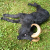 Lifelike Black Ram Goat Prop by The Silicone Masters - Image 3