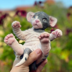 cat figurine