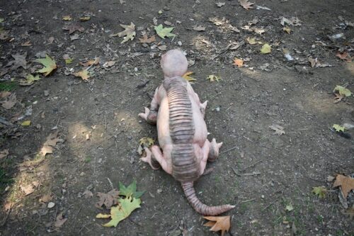 Handcrafted Armadillo Silicone Sculpture - Image 4
