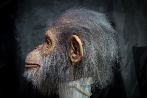 Old Monkey mask - Image 3