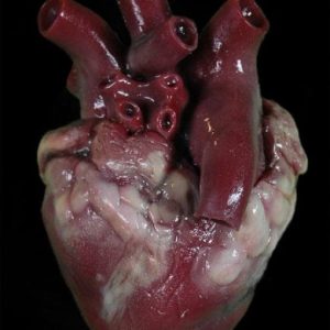 Silicone heart