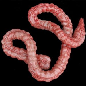 Silicone Large Intestine