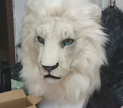 white lion..